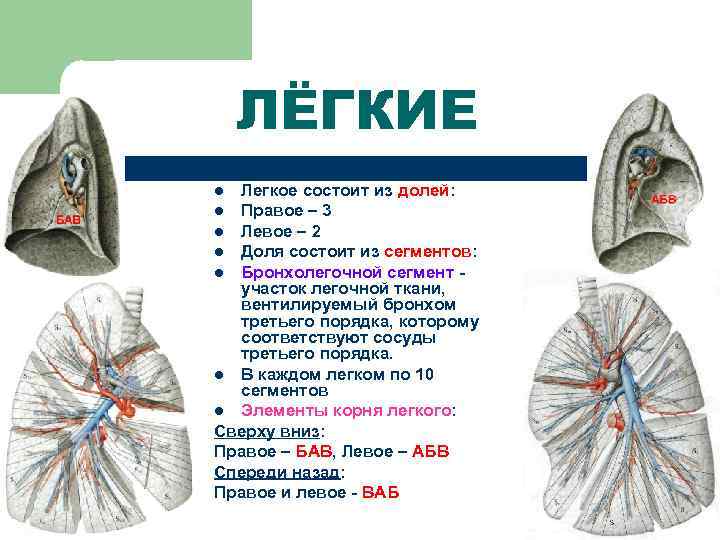 ЛЁГКИЕ Легкое состоит из долей: l Правое – 3 l Левое – 2 l