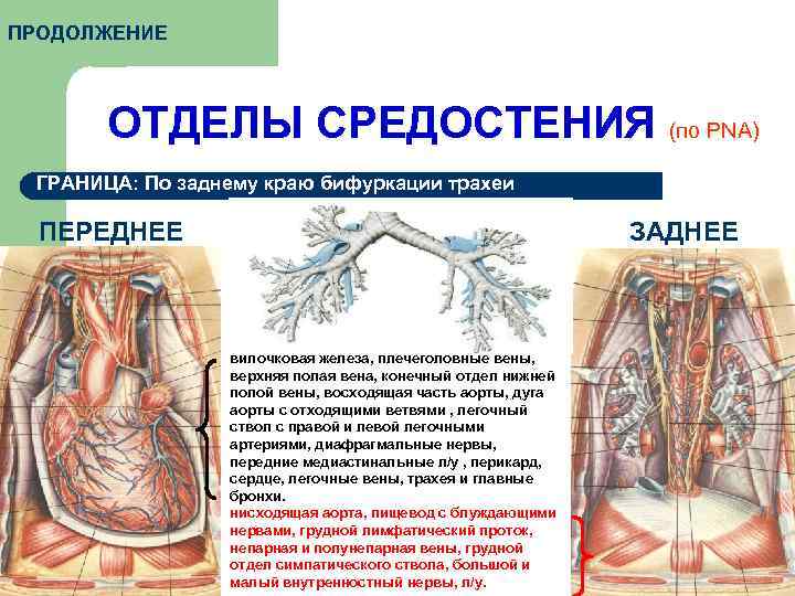 ПРОДОЛЖЕНИЕ ОТДЕЛЫ СРЕДОСТЕНИЯ (по PNA) ГРАНИЦА: По заднему краю бифуркации трахеи ПЕРЕДНЕЕ ЗАДНЕЕ вилочковая
