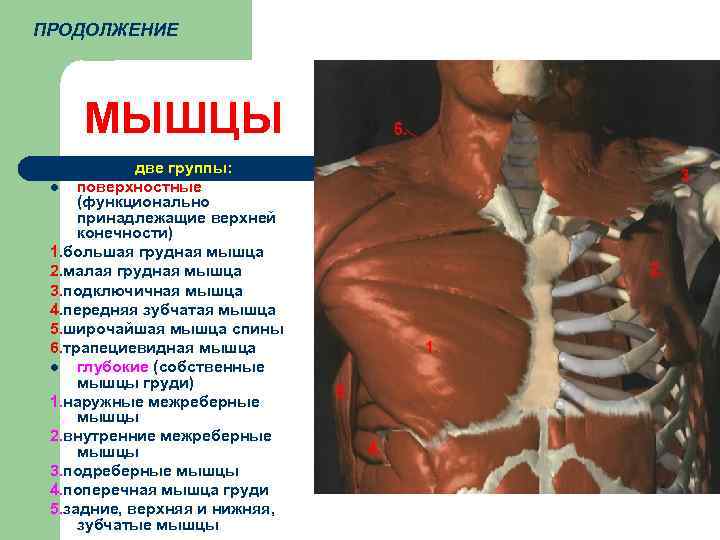 ПРОДОЛЖЕНИЕ МЫШЦЫ две группы: l поверхностные (функционально принадлежащие верхней конечности) 1. большая грудная мышца