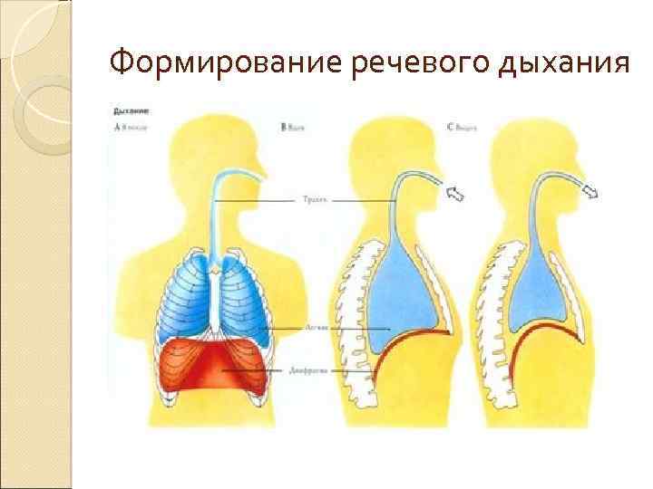 Формирование речевого дыхания 
