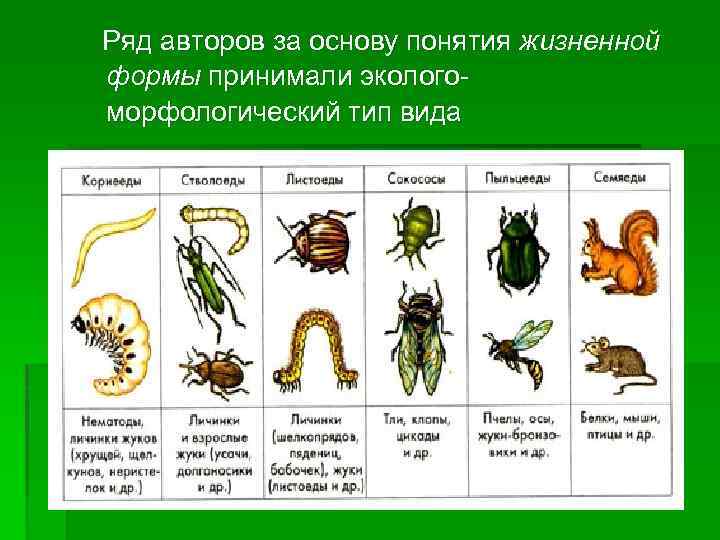  Ряд авторов за основу понятия жизненной формы принимали экологоморфологический тип вида 
