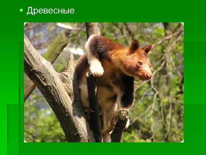 § Древесные 