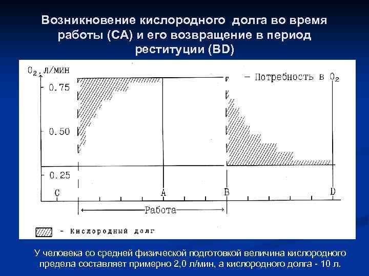 Возникновение кислородного долга во время работы (СА) и его возвращение в период реституции (BD)