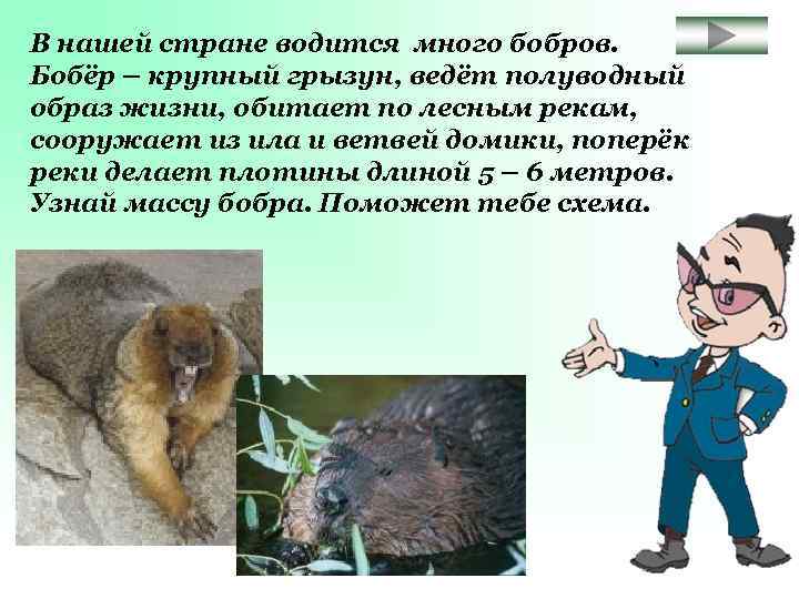 В нашей стране водится много бобров. Бобёр – крупный грызун, ведёт полуводный образ жизни,