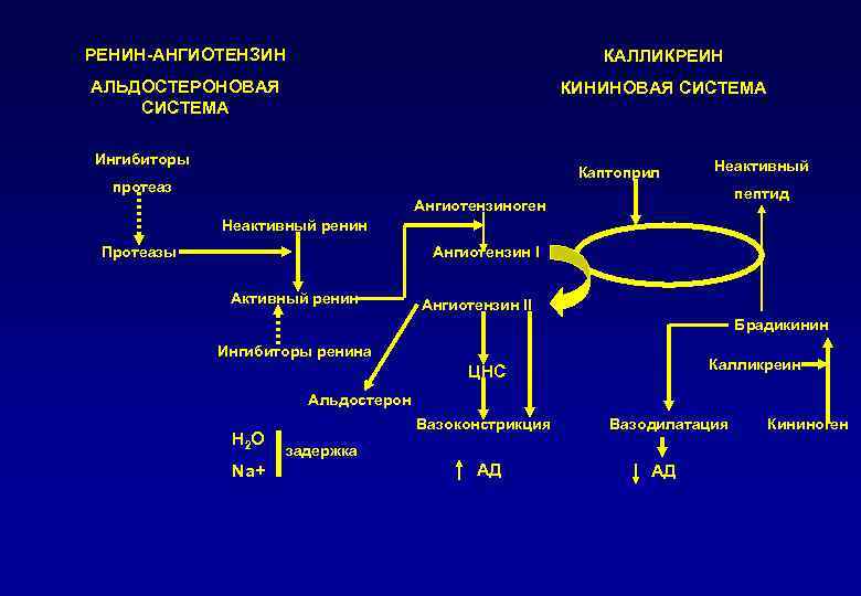 РЕНИН-АНГИОТЕНЗИН КАЛЛИКРЕИН АЛЬДОСТЕРОНОВАЯ СИСТЕМА КИНИНОВАЯ СИСТЕМА Ингибиторы Каптоприл протеаз Неактивный пептид Ангиотензиноген Неактивный ренин