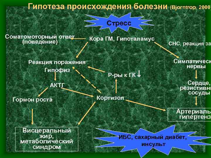 Гипотеза происхождения болезни (Bjorntrop, 2000) Стресс Соматомоторный ответ (поведение) Реакция поражения Гипофиз Кора ГМ,