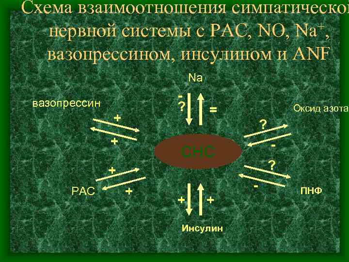 Схема взаимоотношения симпатической нервной системы с РАС, NO, Na+, вазопрессином, инсулином и ANF Na