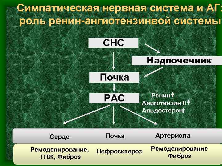 Симпатическая нервная система и АГ: роль ренин-ангиотензинвой системы СНС Надпочечник Почка РАС Серде Ремоделирование,