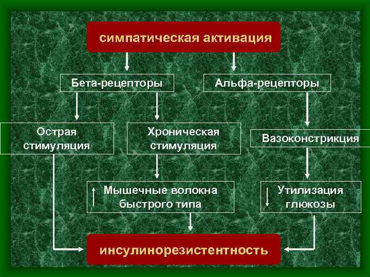 симпатическая активация Бета-рецепторы Острая стимуляция Альфа-рецепторы Хроническая стимуляция Вазоконстрикция Мышечные волокна быстрого типа инсулинорезистентность