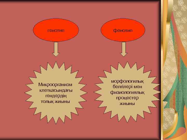 генотип Микроорганизм клеткасындағы гендердің толық жиыны фенотип морфологилық белгілері мен физиологиялық процестер жиыны 