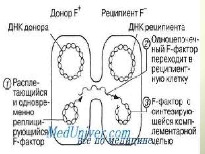 Конъюгация у бактерий схема