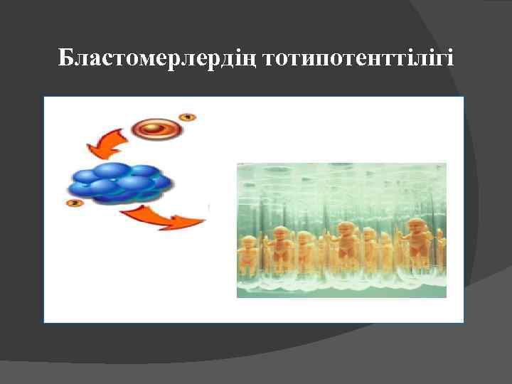 Бластомерлердің тотипотенттілігі 