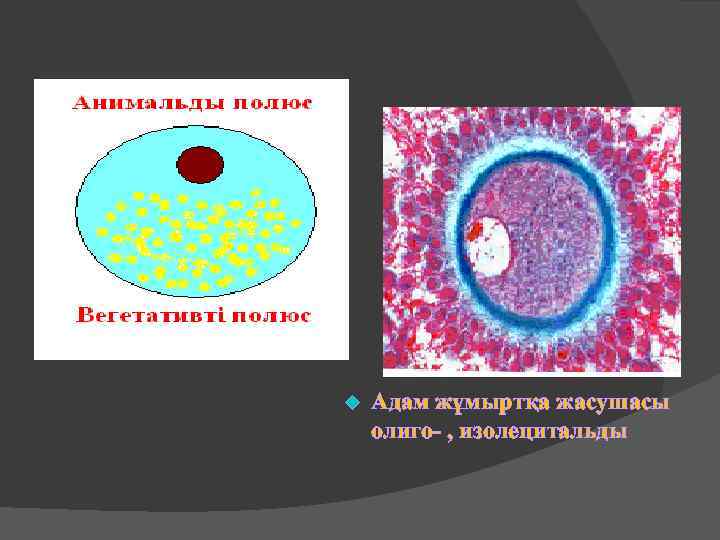 u Адам жұмыртқа жасушасы олиго- , изолецитальды 