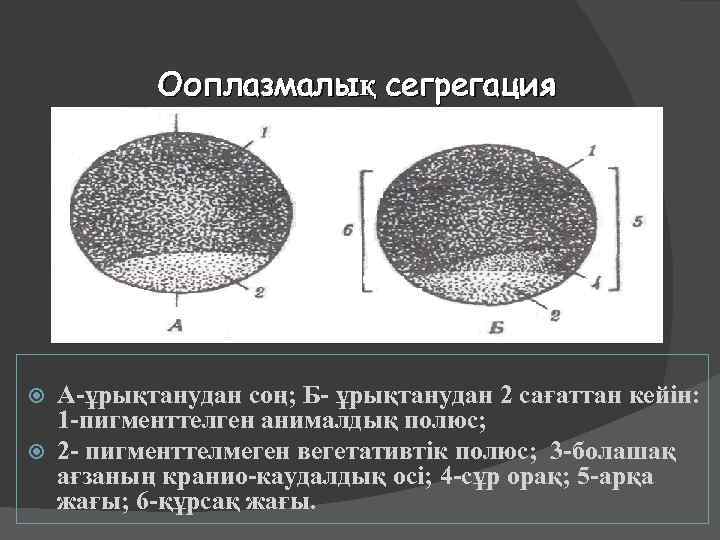 Ооплазмалық сегрегация А-ұрықтанудан соң; Б- ұрықтанудан 2 сағаттан кейін: 1 -пигменттелген анималдық полюс; 2