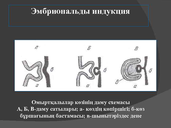 Эмбриональды индукция Омыртқалылар көзінің даму схемасы А, Б, В-даму сатылары; а- көздің көпіршігі; б-көз