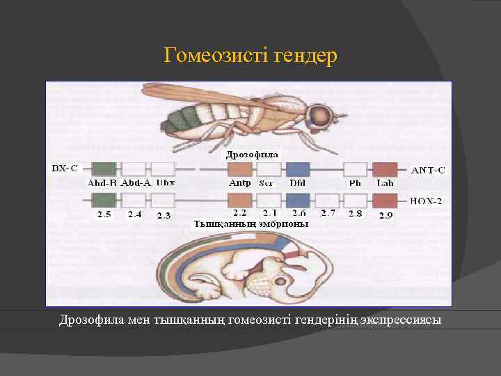 Гомеозисті гендер Дрозофила мен тышқанның гомеозисті гендерінің экспрессиясы 
