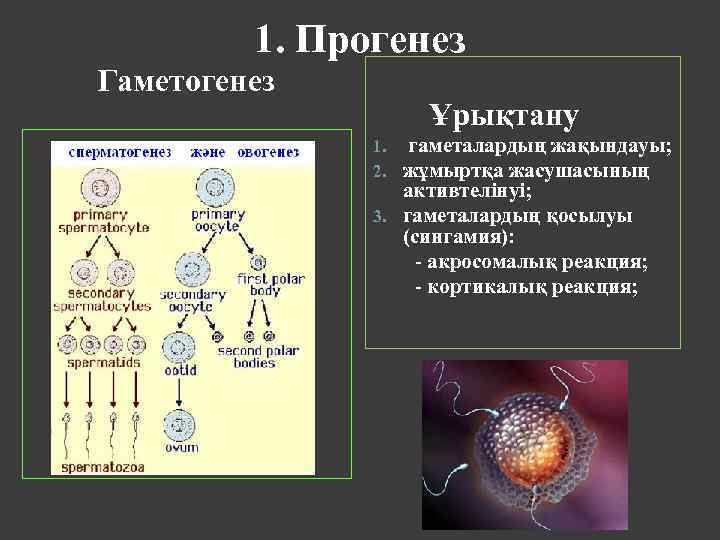 1. Прогенез Гаметогенез Ұрықтану гаметалардың жақындауы; жұмыртқа жасушасының активтелінуі; 3. гаметалардың қосылуы (сингамия): -