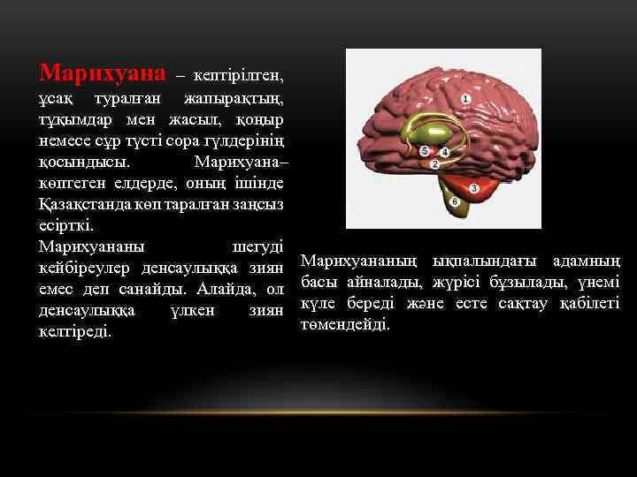 Марихуана – кептірілген, ұсақ туралған жапырақтың, тұқымдар мен жасыл, қоңыр немесе сұр түсті сора