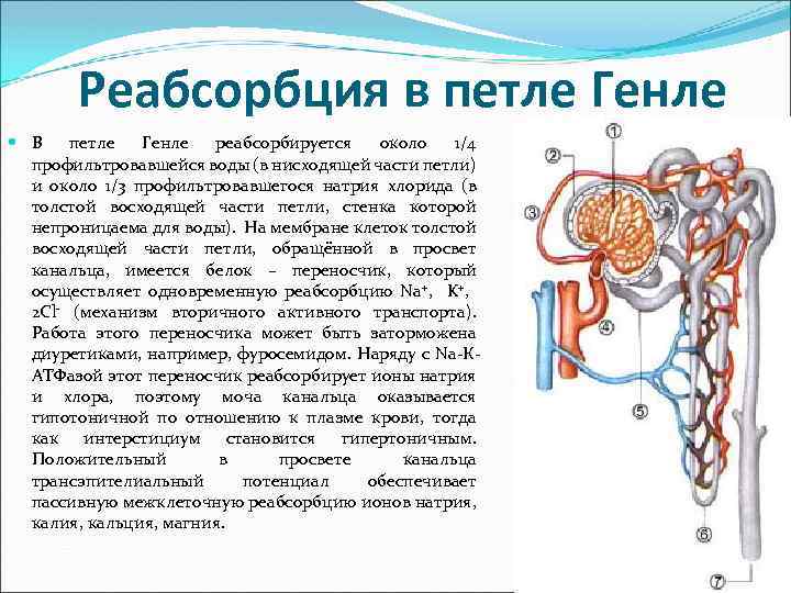 Реабсорбция в петле Генле В петле Генле реабсорбируется около 1/4 профильтровавшейся воды (в нисходящей