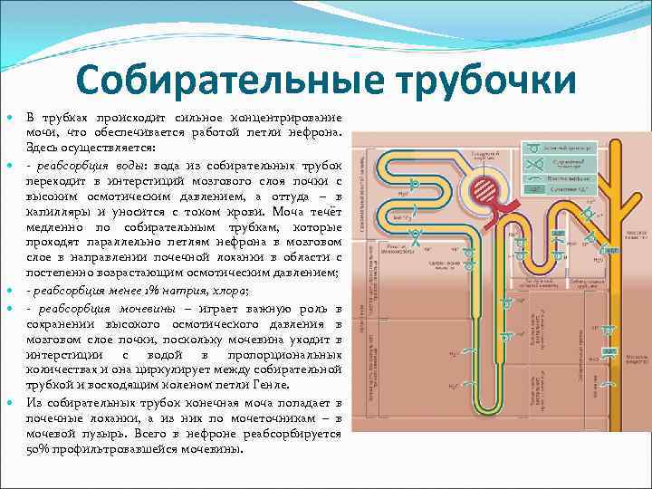 Собирательные трубочки В трубках происходит сильное концентрирование мочи, что обеспечивается работой петли нефрона. Здесь