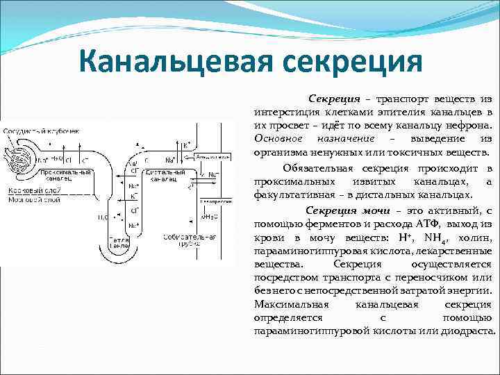 Канальцевая секреция Секреция – транспорт веществ из интерстиция клетками эпителия канальцев в их просвет