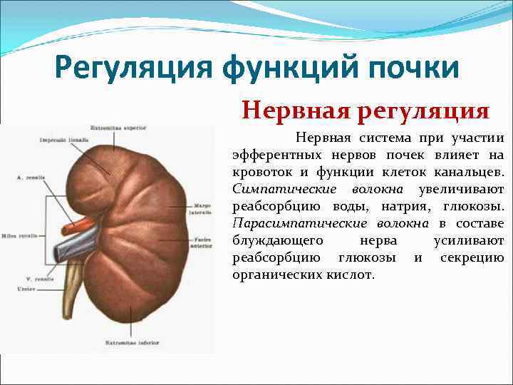 Регуляция функций почки Нервная регуляция Нервная система при участии эфферентных нервов почек влияет на