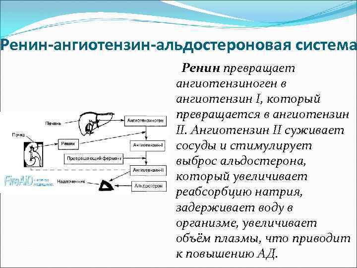 Ренин-ангиотензин-альдостероновая система Ренин превращает ангиотензиноген в ангиотензин I, который превращается в ангиотензин II. Ангиотензин