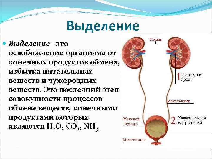 Выделение - это освобождение организма от конечных продуктов обмена, избытка питательных веществ и чужеродных