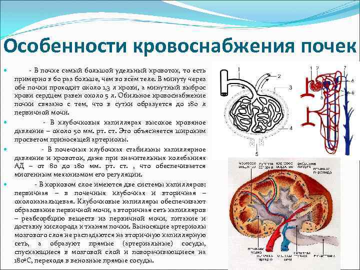 Особенности кровоснабжения почек - В почке самый большой удельный кровоток, то есть примерно в
