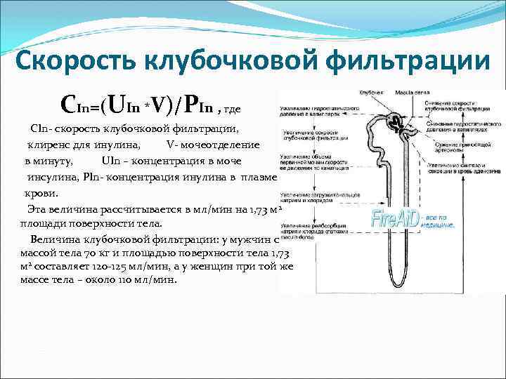 Снижение клубочковой фильтрации причины