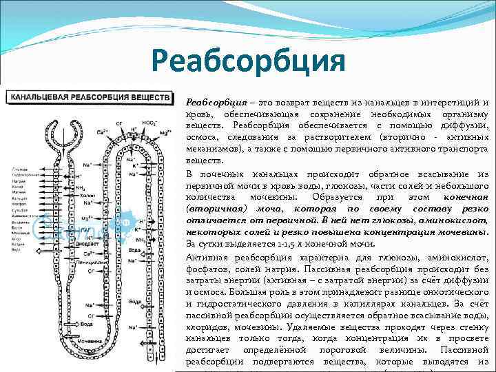 Реабсорбция – это возврат веществ из канальцев в интерстиций и кровь, обеспечивающая сохранение необходимых