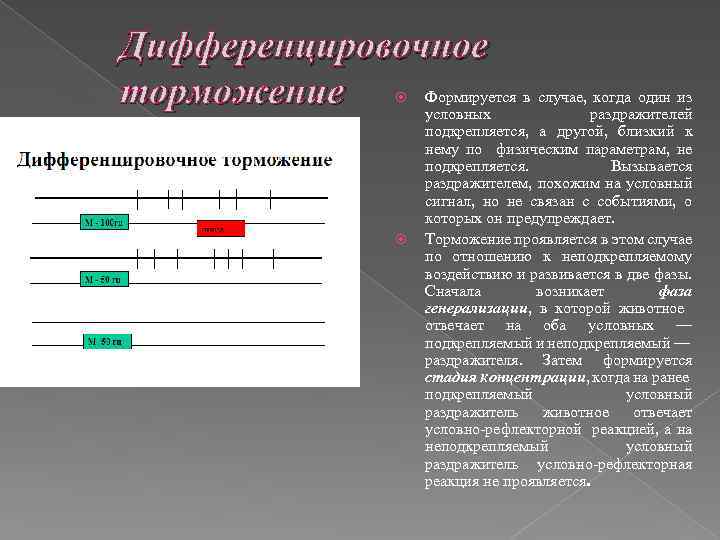 Дифференцировочное Формируется в случае, когда один из торможение условных раздражителей подкрепляется, а другой, близкий