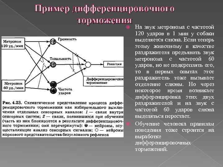 Пример дифференцировочного торможения На звук метронома с частотой 120 ударов в 1 мин у