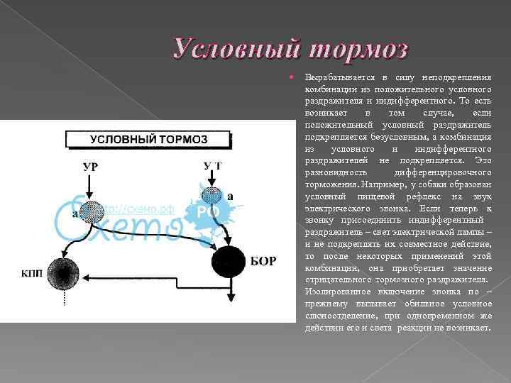 Условный тормоз Вырабатывается в силу неподкрепления комбинации из положительного условного раздражителя и индифферентного. То