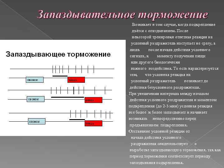 Период торможения. Торможение запаздывания. Условный тормоз пример. Торможение запаздывания примеры. Пример запаздывающего торможения у человека.