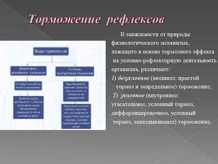 Виды торможения рефлексов. Запаздывающее торможение условных рефлексов. Запаздывающее торможение. Запаздывающее торможение примеры. Пример запаздывающего торможения у человека.