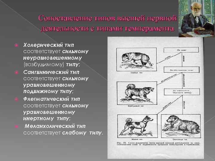 Сопоставление типов высшей нервной деятельности с типами темперамента Холерический тип соответствует сильному неуравновешенному (возбудимому)