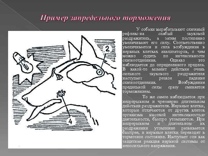 Пример запредельного торможения У собаки вырабатывают слюнный рефлекс на слабый звуковой раздражитель, а затем