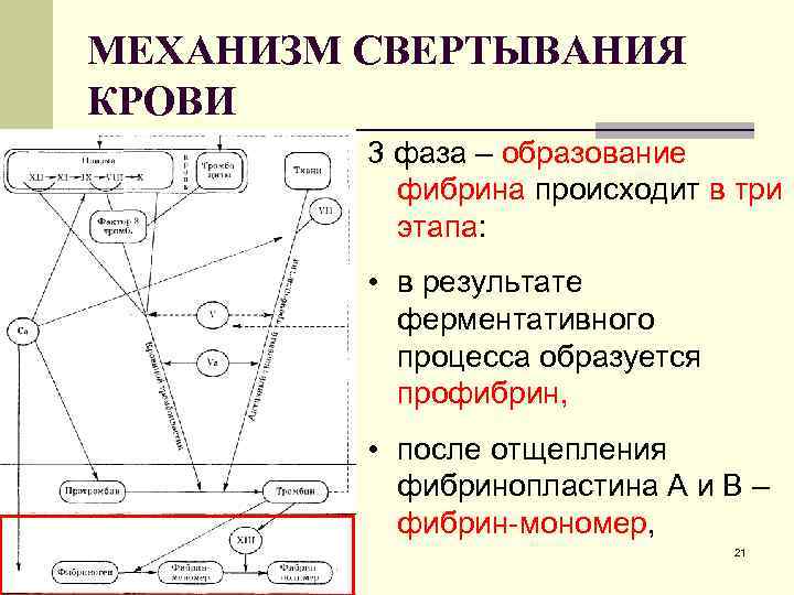 МЕХАНИЗМ СВЕРТЫВАНИЯ КРОВИ 3 фаза – образование фибрина происходит в три этапа: • в