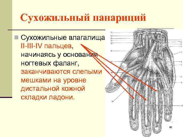 Сухожильные нити имеют клапаны