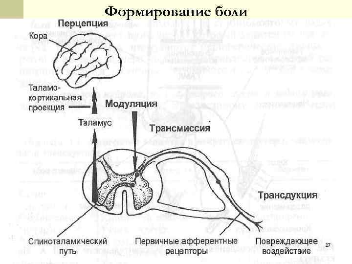 Схему структурной организации восприятия первичной локализованной боли эпикритической