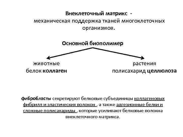 Внеклеточный матрикс механическая поддержка тканей многоклеточных организмов. Основной биополимер животные белок коллаген растения полисахарид