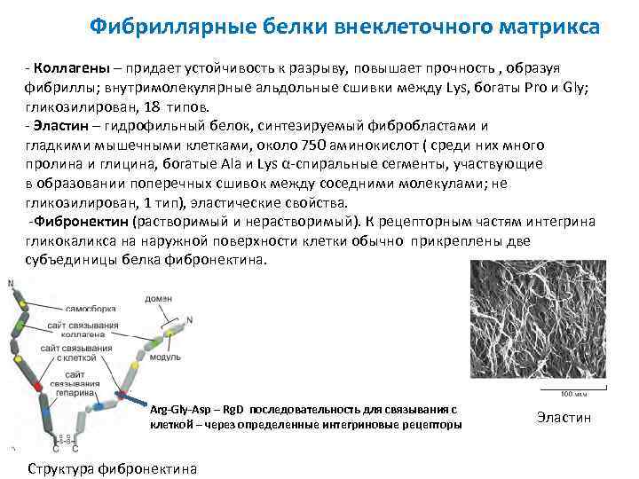 Коллаген фибриллярный белок