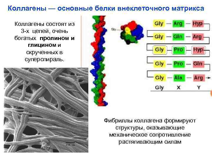 Коллагены — основные белки внеклеточного матрикса Коллагены состоят из 3 -х цепей, очень богатых