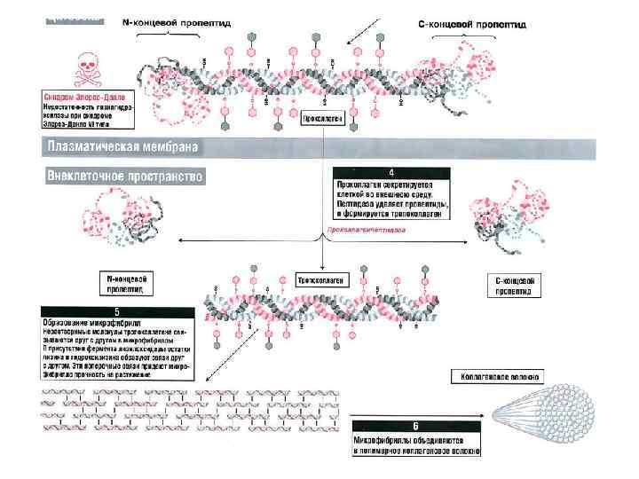 Примеры внеклеточных организмов 5 класс. N концевой пептид. С-концевой пептид. N И C концевые пептиды коллагена. N И C концевой пропептид.