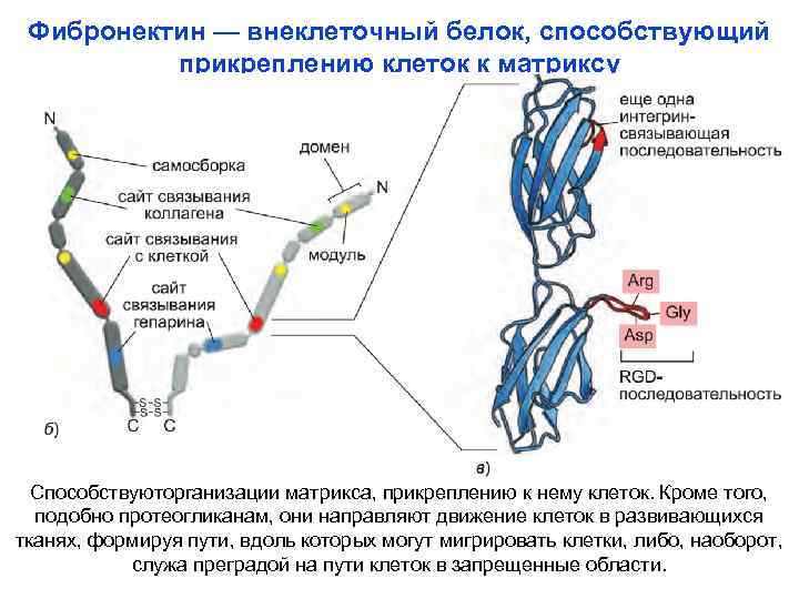Фибронектин — внеклеточный белок, способствующий прикреплению клеток к матриксу Способствуюторганизации матрикса, прикреплению к нему