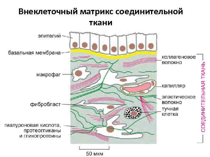 Внеклеточный матрикс соединительной ткани 