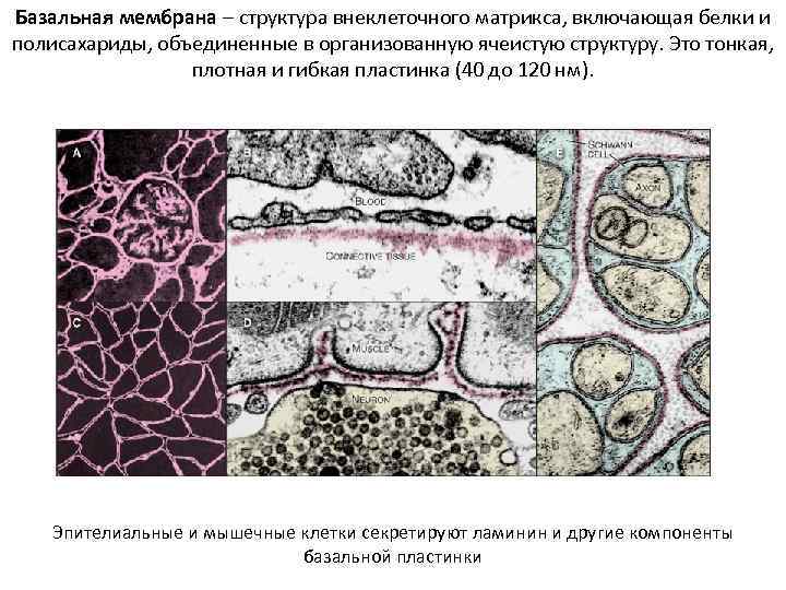 Базальная мембрана – структура внеклеточного матрикса, включающая белки и полисахариды, объединенные в организованную ячеистую