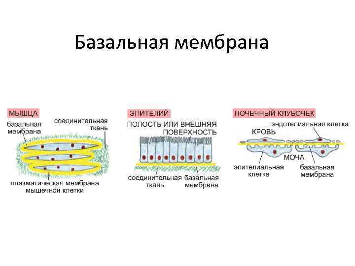 Молекулярная организация