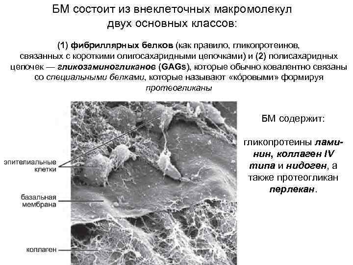БМ состоит из внеклеточных макромолекул двух основных классов: (1) фибриллярных белков (как правило, гликопротеинов,